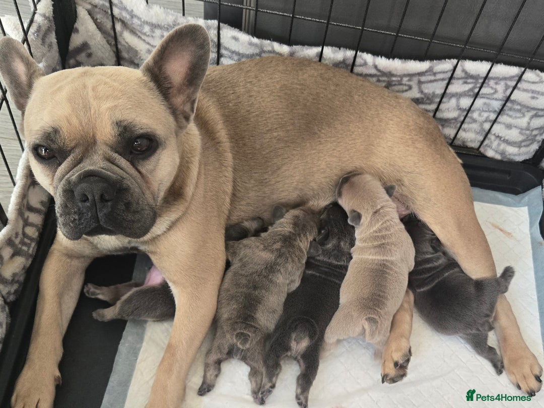 French Bulldog dogs for sale: Beautiful litter of 5 french bulldogs for sale  - Image 1