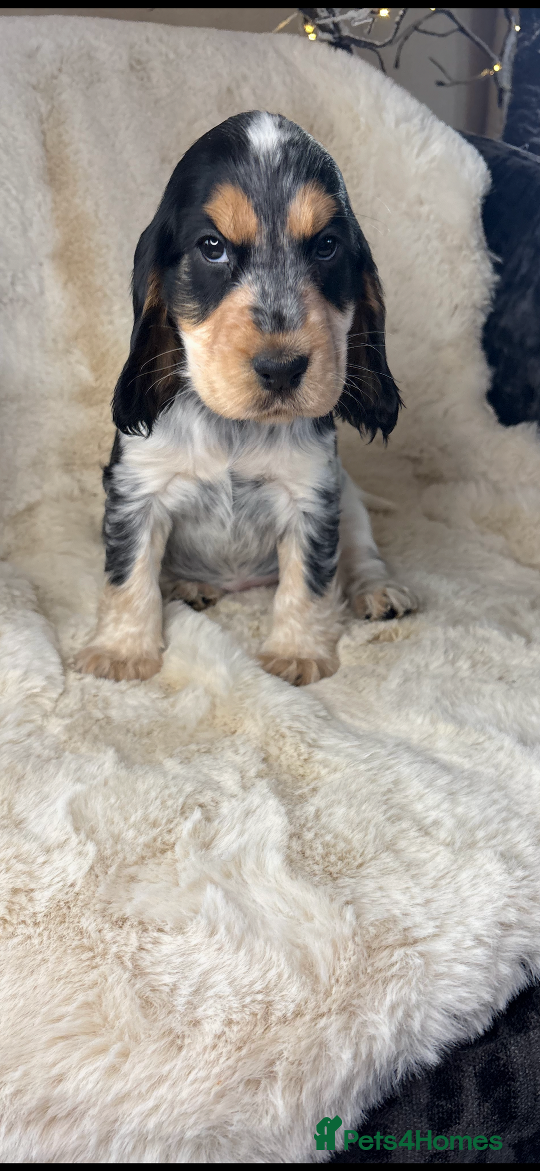 Cocker Spaniel dogs for sale: Health tested cocker spaniel puppies  - Advert 23