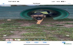 German Shepherd dogs for sale: 6 Month Old Millie  - Image 3