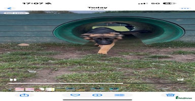 German Shepherd dogs - Advert 6