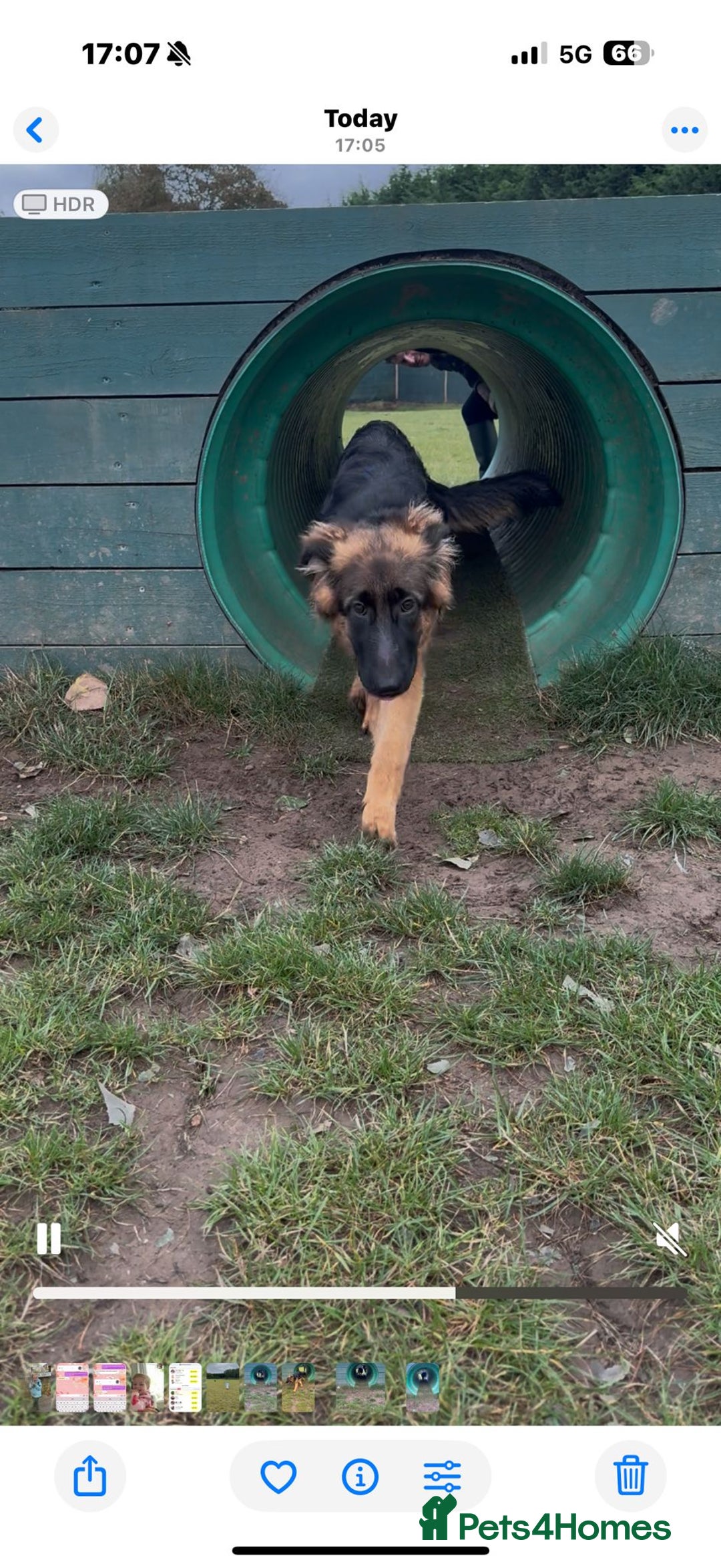 German Shepherd dogs for sale: 6 Month Old Millie  - Image 3