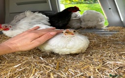 Chickens poultry for sale: Trio of bantams  - Image 17