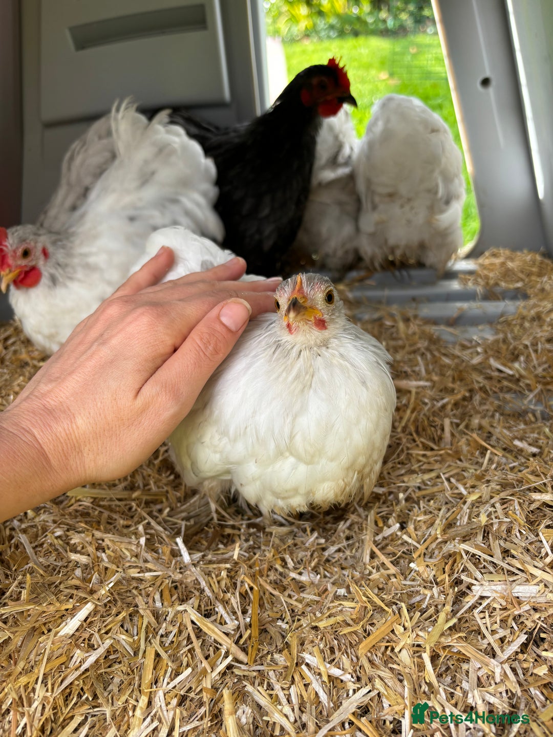 Chickens poultry for sale: Trio of bantams  - Image 17