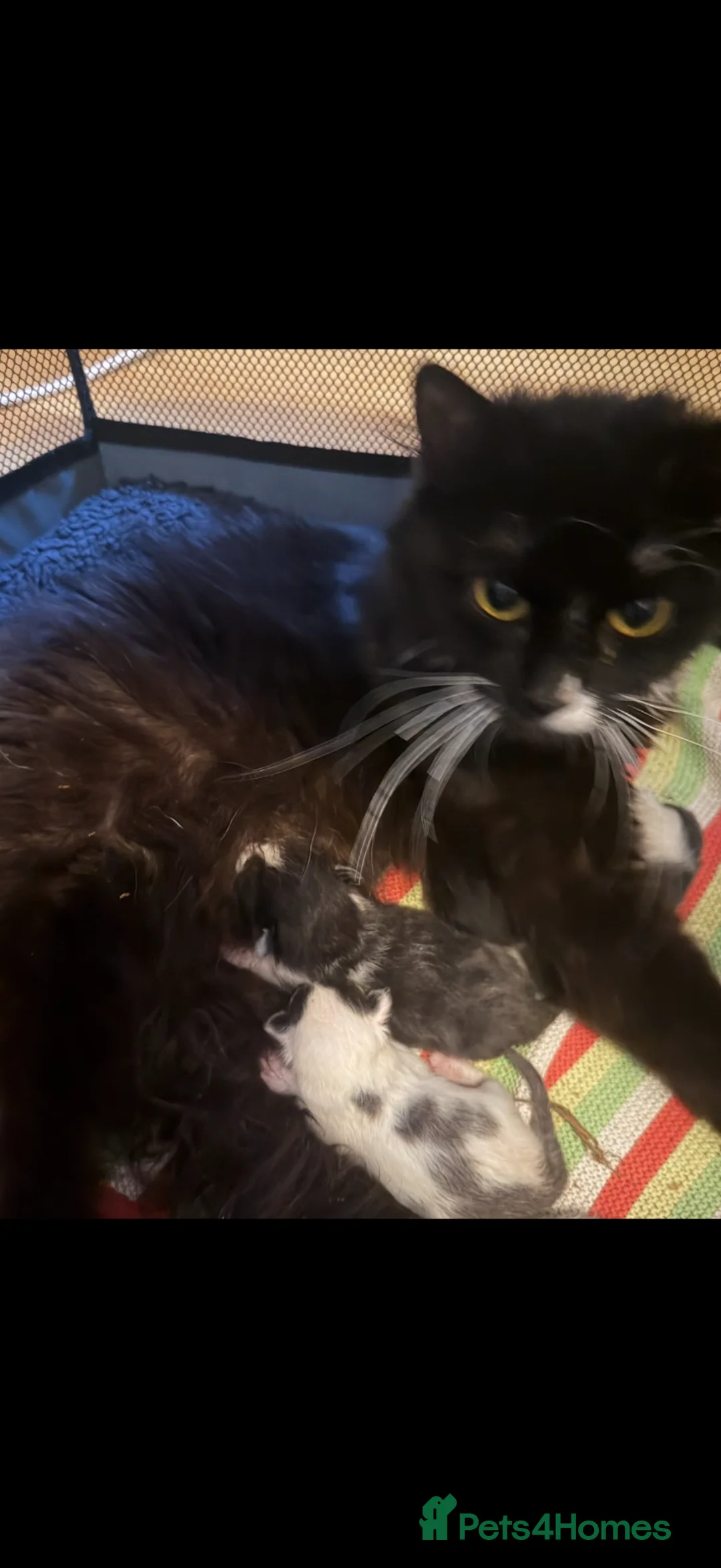 Mixed Breed cats for sale: One female kitten looking for her forever home  - Advert 1