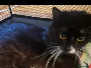 Mixed Breed cats One female kitten looking for her forever home - Advert 13