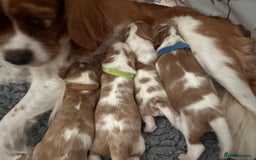 Cavalier King Charles Spaniel dogs for sale: Fully Health Tested Male CKCS Puppies - Image 7