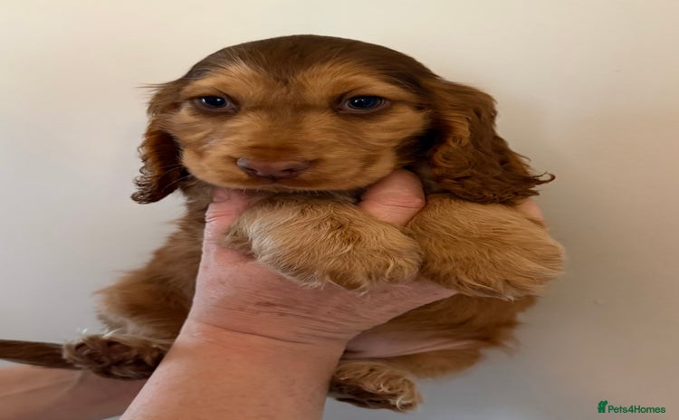 Cocker Spaniel dogs - Advert 16