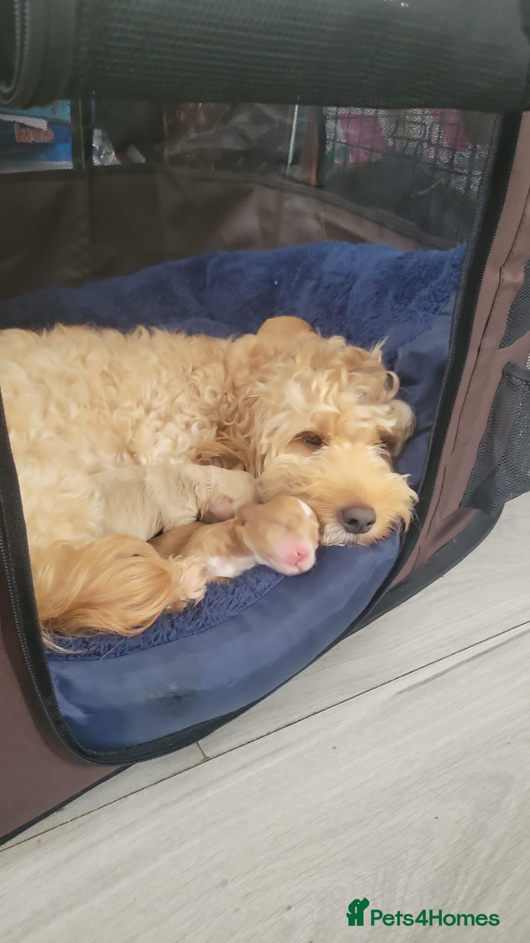 Cockapoo dogs for sale: F1b cockapoos - Image 11