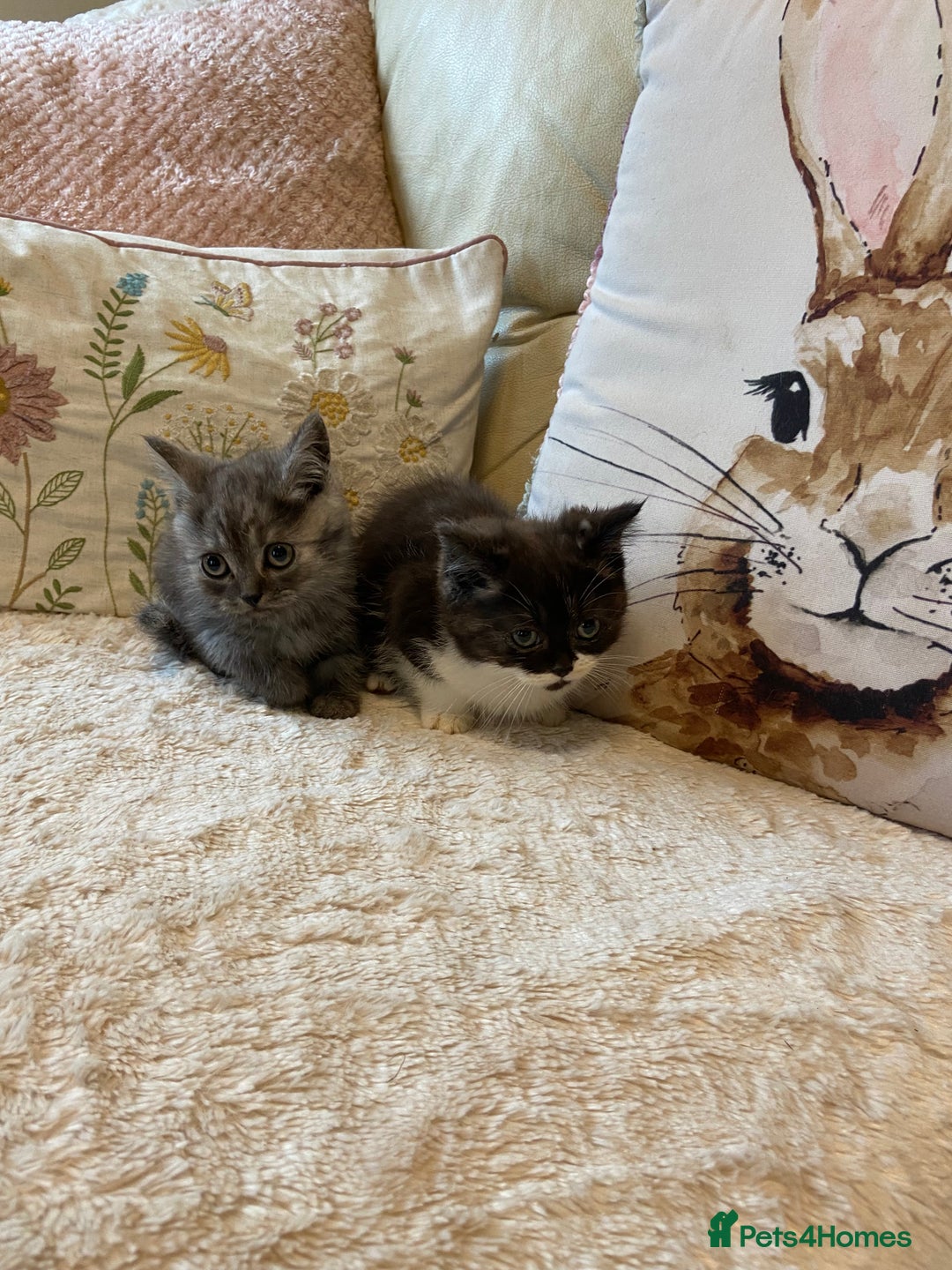 Persian cats for sale: Open faced Persian girl  - Image 4