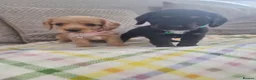 Cocker Spaniel dogs for sale: Cocker spaniel pups  - Advert 9