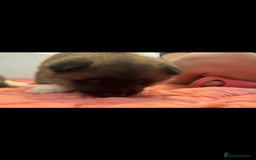 Akita dogs for sale: Bear face American akita  - Image 6