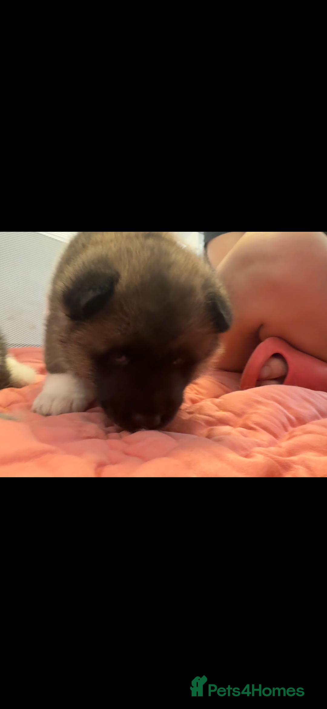 Akita dogs for sale: Bear face American akita  - Image 6