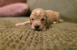 Goldendoodle dogs Goldendoodle🐶 - Advert 1