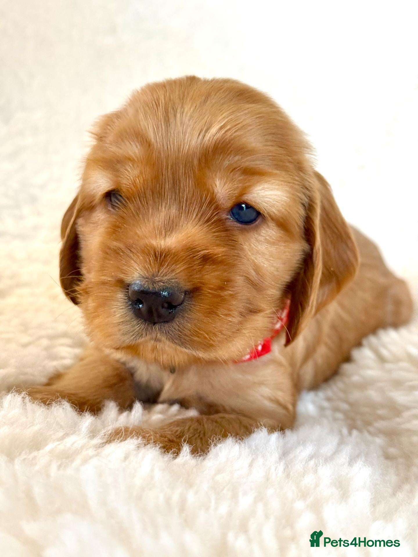 Cocker Spaniel dogs Fully Health Tested Showline Cocker Spaniel Pups - Advert 1