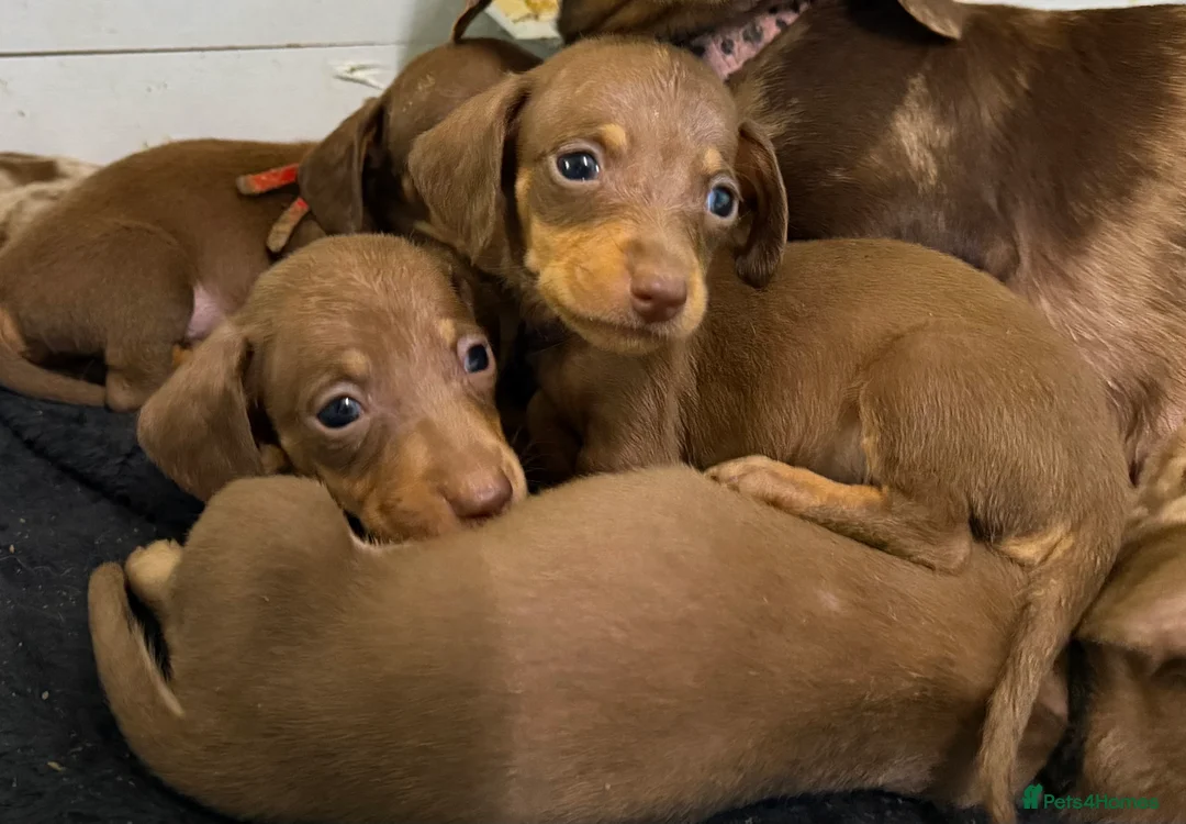 Miniature Dachshund dogs for sale: KC Reg Miniature Dachshunds Dapple Isabella    - Advert 22