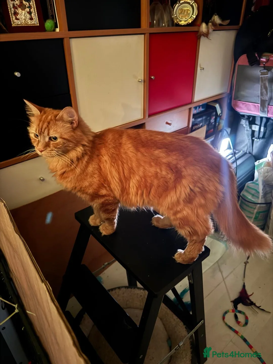 Mixed Breed cats for sale: 3 Gorgeous Ginger Kittens with 4 weeks insurance - Advert 7