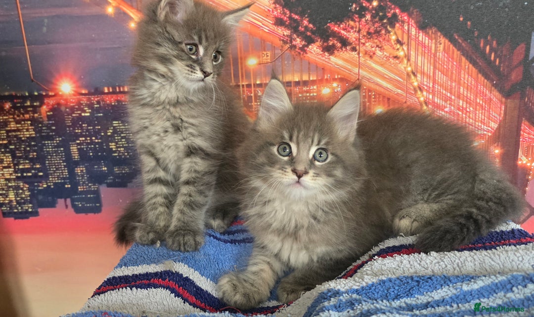 Maine Coon cats for sale: Maine coon kittens ready for reservation - Image 4