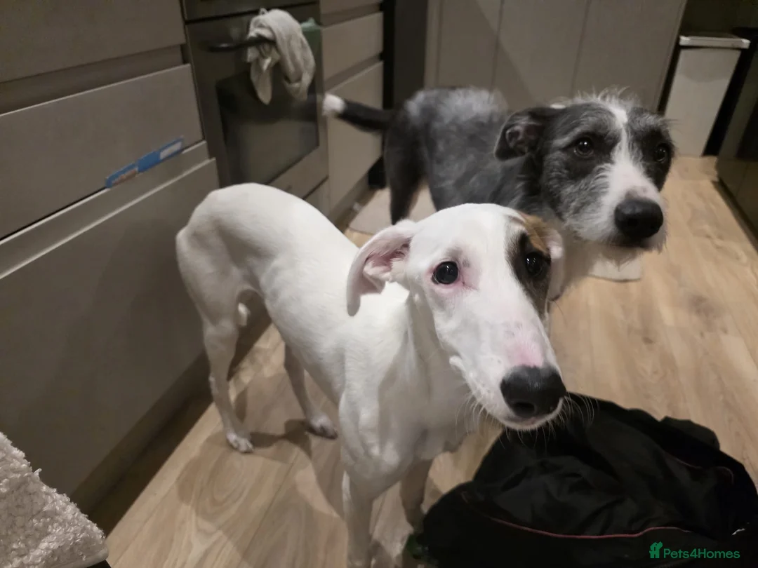 Mixed Breed dogs for sale: Lovely lurcher puppy looking for a new home - Advert 2