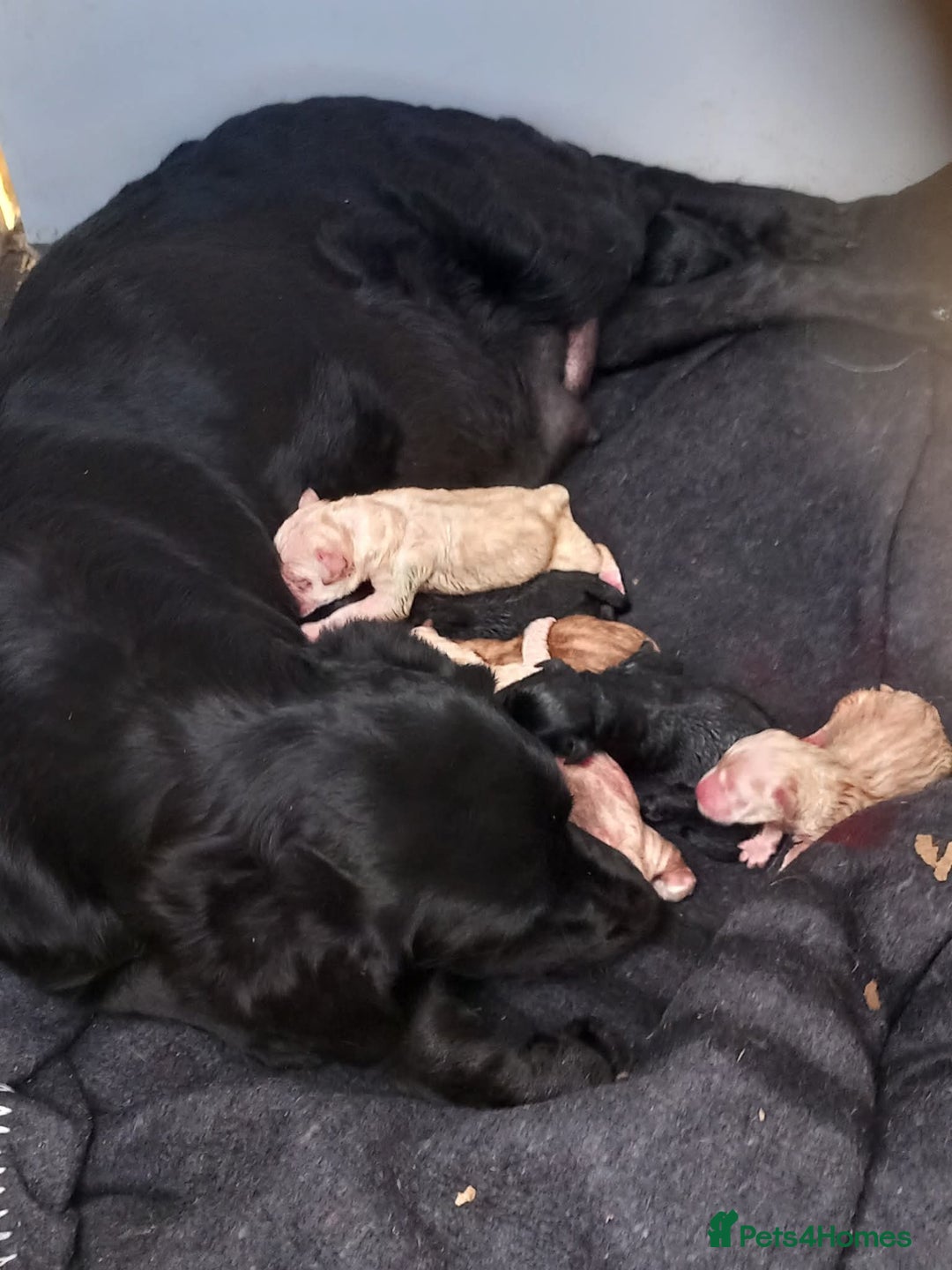 Labrador Retriever dogs for sale: Dog for sale - Image 4