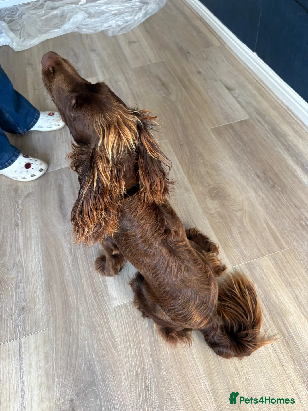 Cocker Spaniel dogs for sale: Enzo  - Advert 2