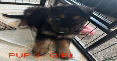 Mixed Breed dogs - Advert 10