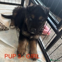 Mixed Breed dogs - Advert 12