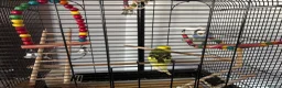 Budgerigars birds for sale: Budgies and cage  in Durham - Advert 2