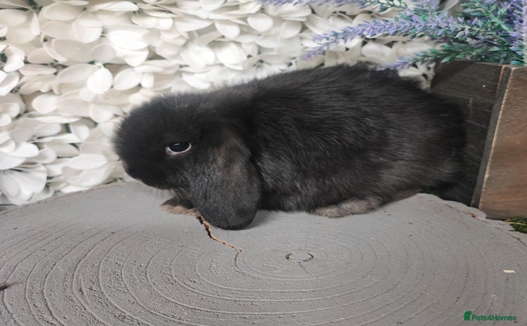Mini Lop rabbits - Advert 6