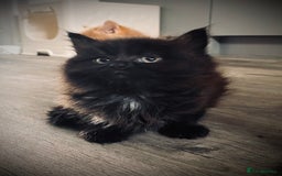 British Longhair cats for sale: 4 gorgeous fluffy kittens - Image 3