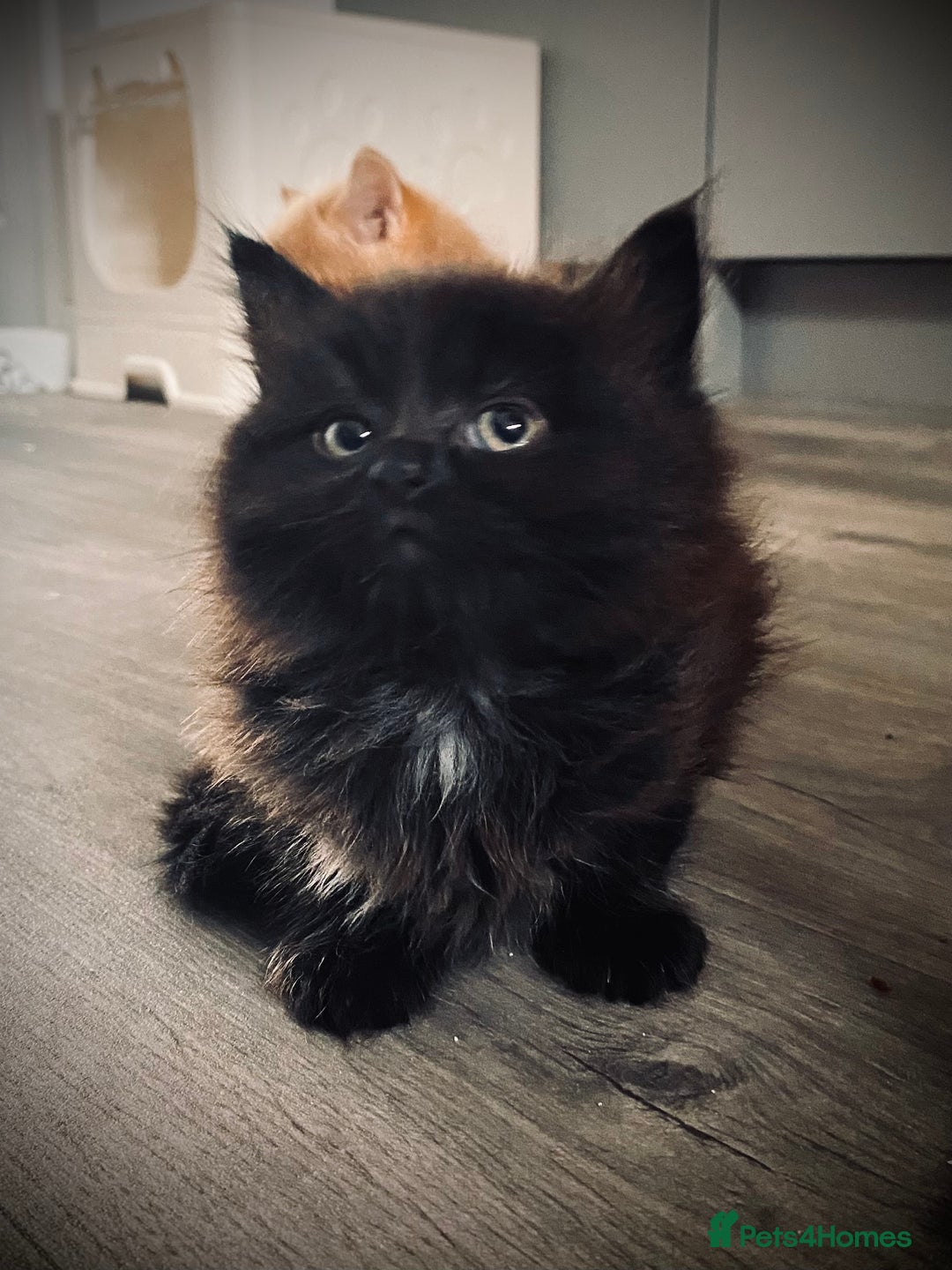 British Longhair cats for sale: 4 gorgeous fluffy kittens - Image 3