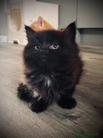 British Longhair cats - Advert 1