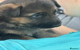 German Shepherd dogs for sale: German shepherd puppies  - Image 3
