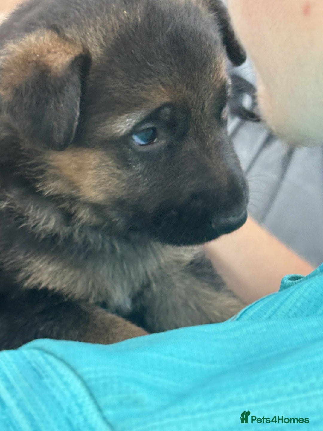 German Shepherd dogs for sale: German shepherd puppies  - Image 3