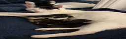 Mixed Breed cats for sale: 3 beautiful kittens  - Advert 2