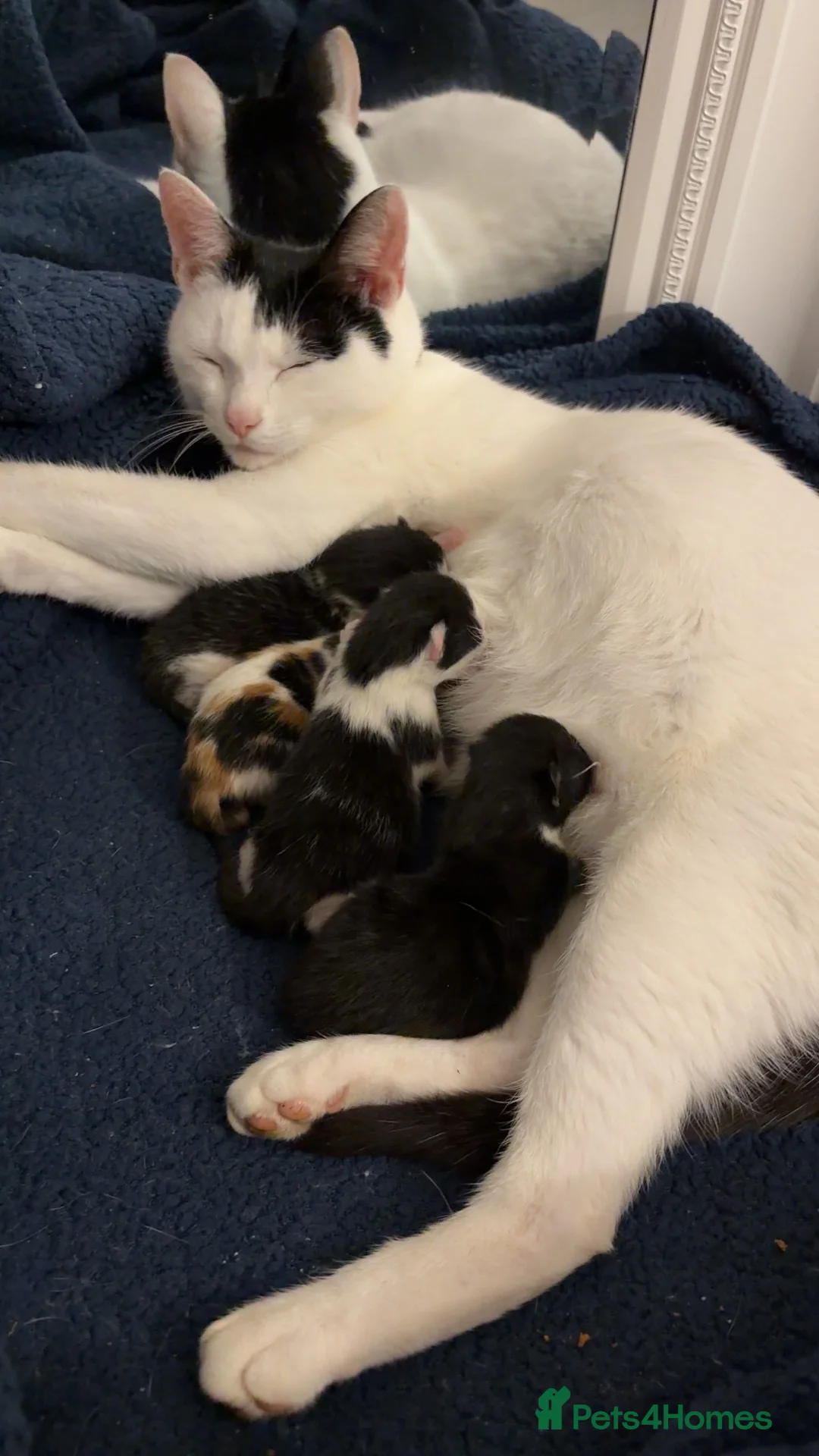 Mixed Breed cats for sale: 3 beautiful kittens  - Advert 2