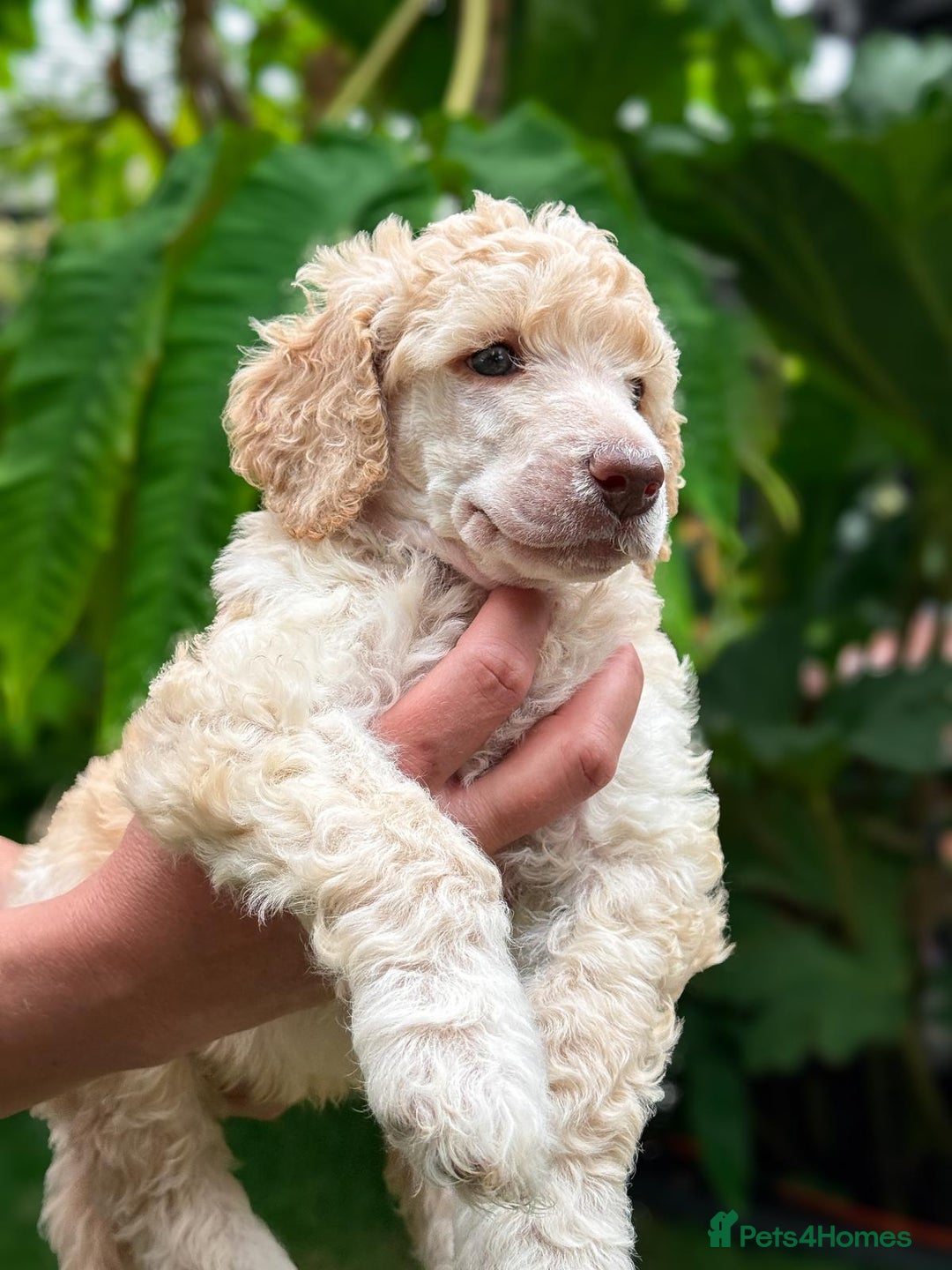 Standard Poodle dogs for sale: Standard Poodle Puppies Looking for Their Families - Image 16