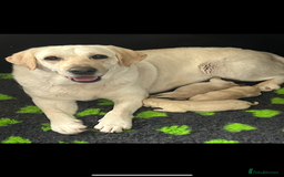 Labrador Retriever dogs for sale: Exceptional quality  - Image 14