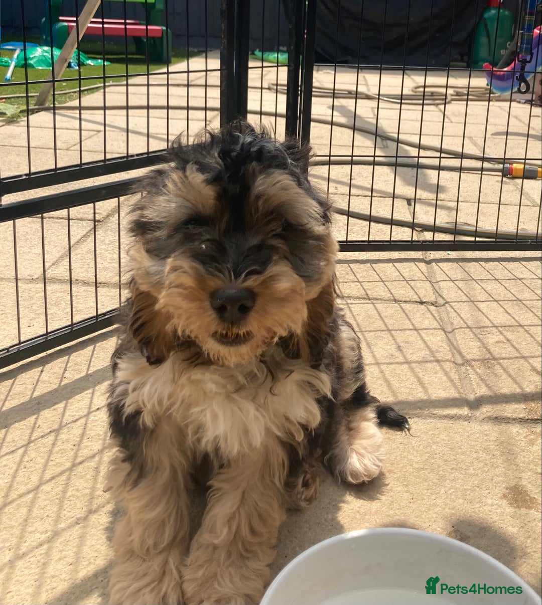 Cockapoo dogs for sale: STUNNING MINIATURE F1 COCKAPOO PUPPIES  in Slough - Image 1