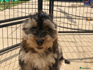 Cockapoo dogs in Slough - Advert 15