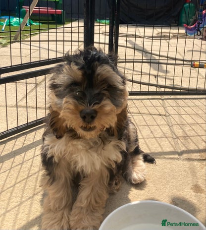Cockapoo dogs in Slough - Advert 3