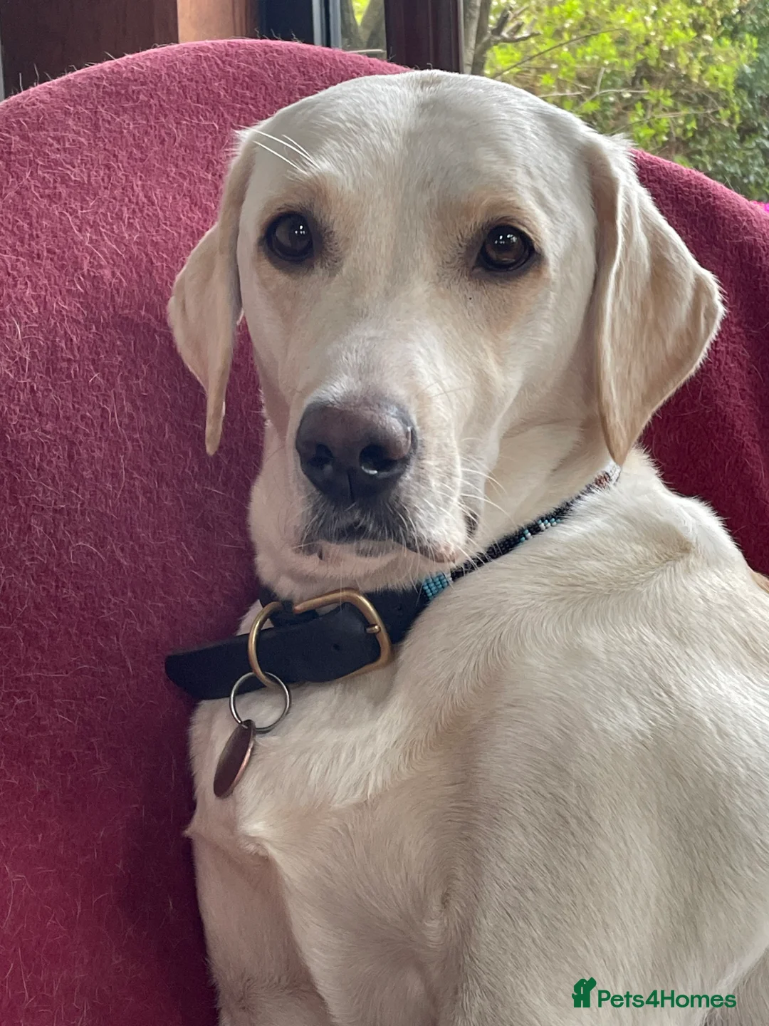 Labrador Retriever dogs for sale: Outstanding FTCH pedigree KC fox red & yellow pups in Coleford - Advert 2