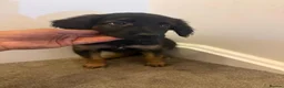 Mixed Breed dogs for sale: Puppies German Shepherd x Saluko x Dutch Harder - Advert 21