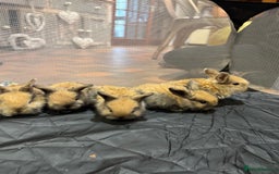 Mini Lop rabbits for sale: 8 beautiful lops  - Image 12