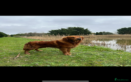 Golden Retriever dogs for sale: Handsome kc dark red golden retriever  - Image 2