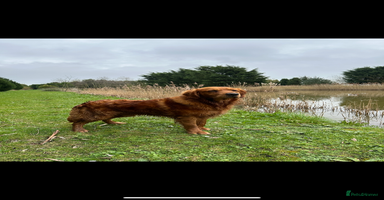 Golden Retriever dogs - Advert 6