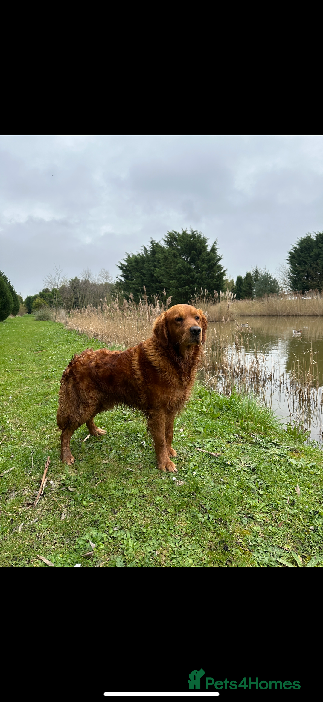 Golden Retriever dogs for sale: Handsome kc dark red golden retriever  - Image 2