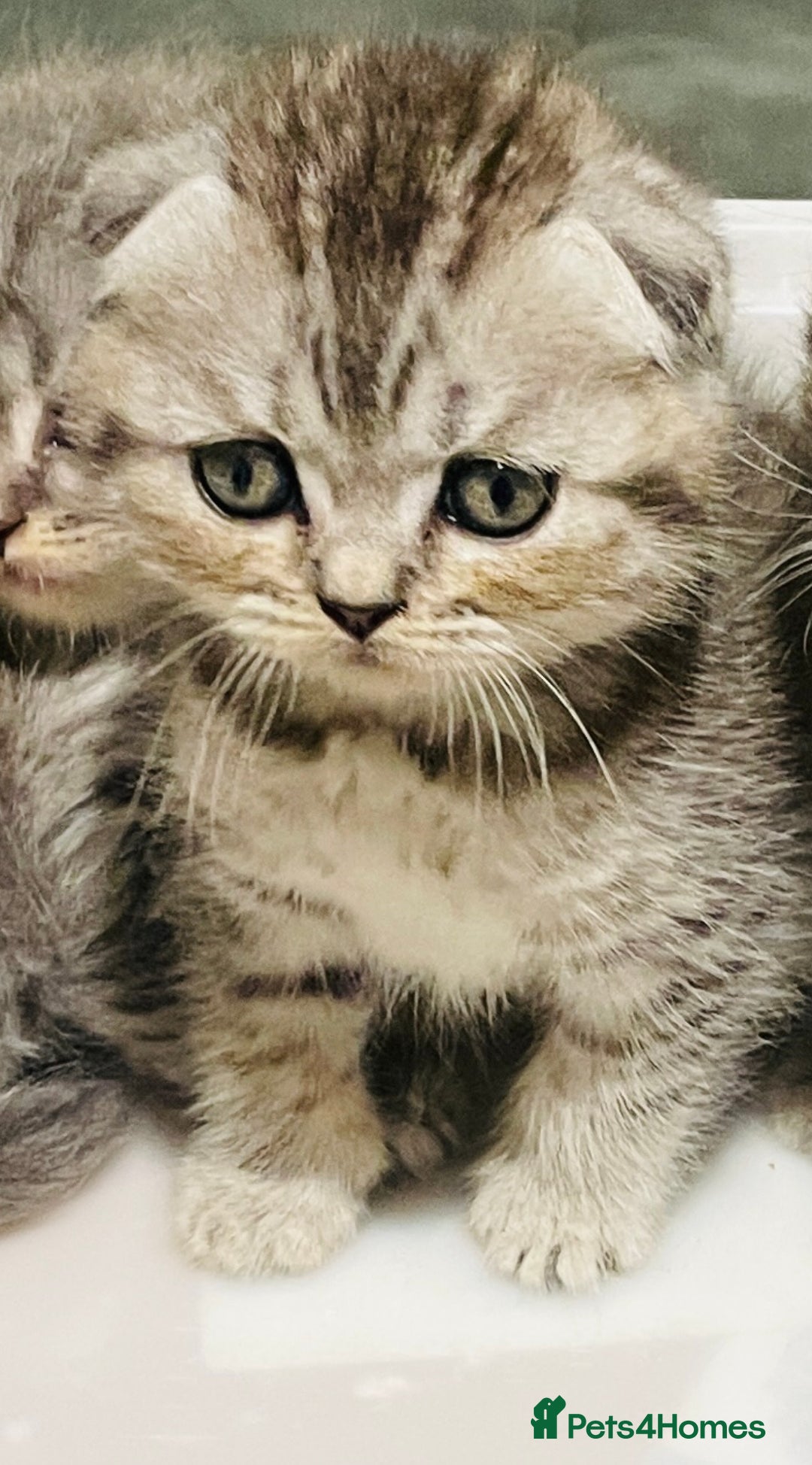 Scottish Fold cats for sale: Beautiful litter looking for new homes ❤️❤️ - Advert 23
