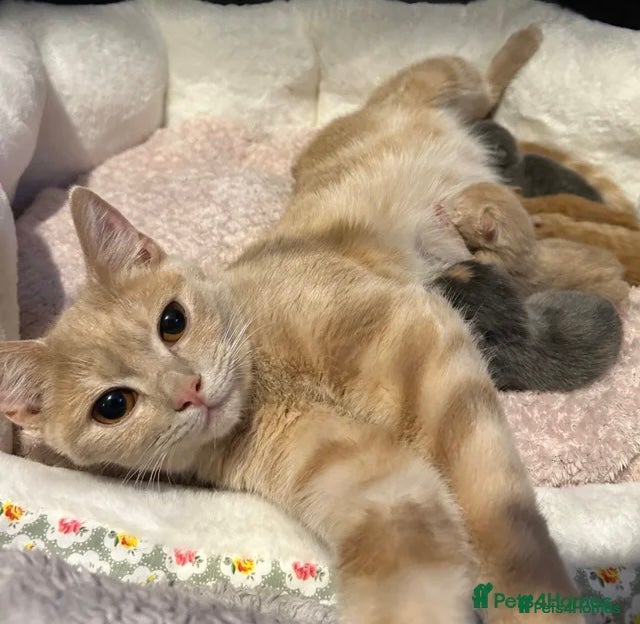 British Shorthair cats Gorgeous BSH kittens  - Advert 1