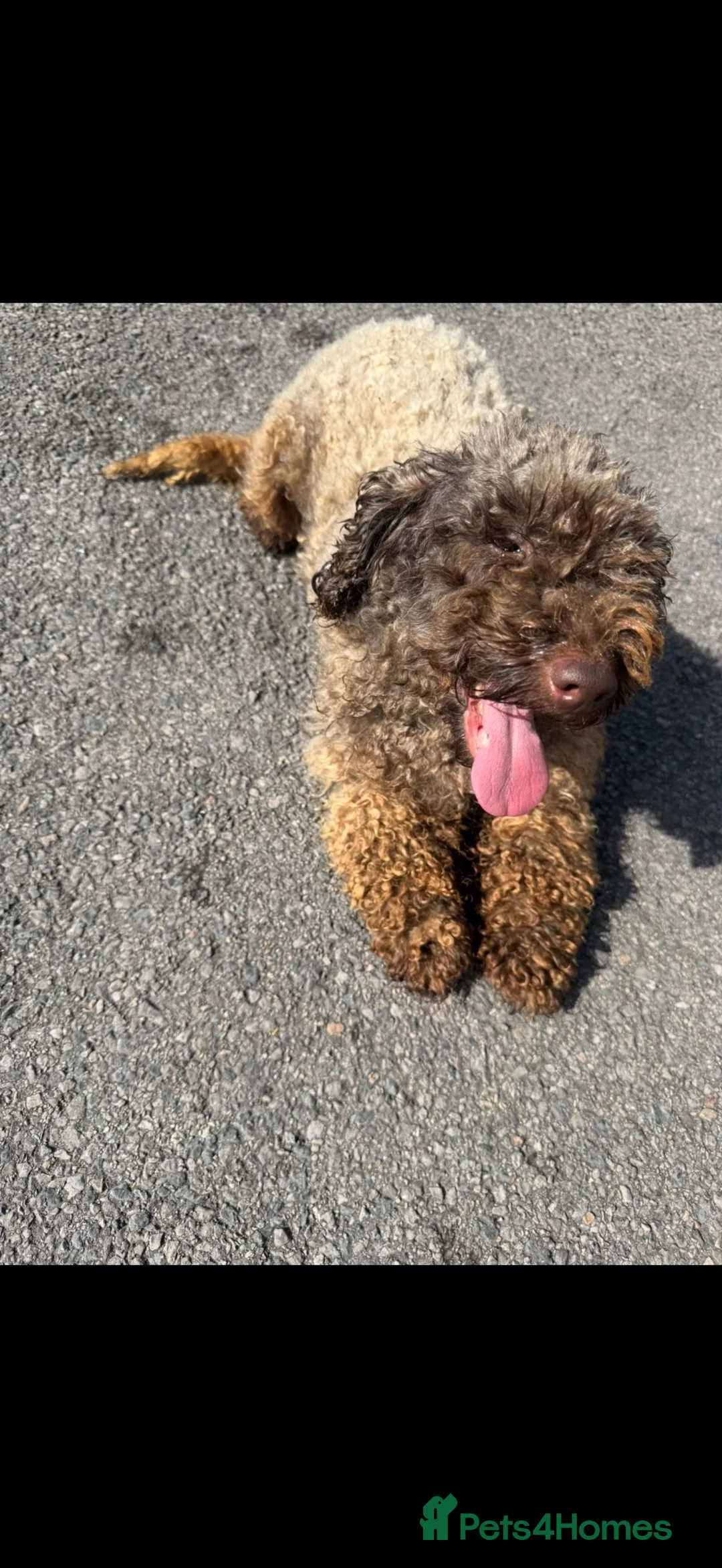 Miniature Poodle dogs for sale: Rcreg female miniature poodle  in Pontypridd - Advert 1