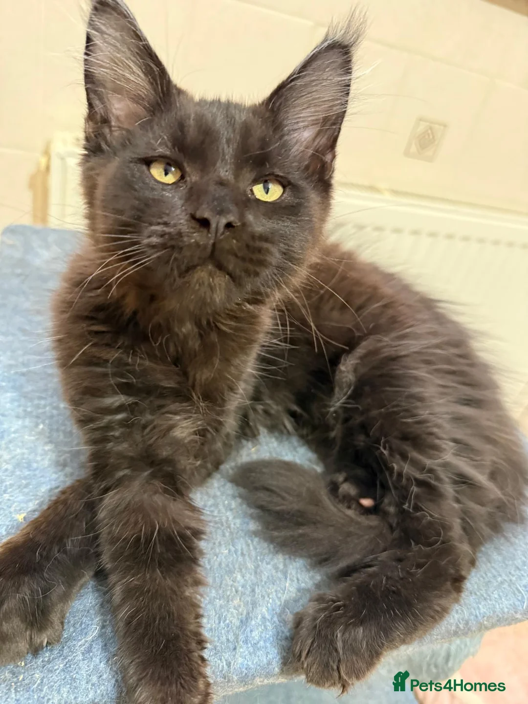Maine Coon cats for sale: 😻1 Left  Ready Now Gorgeous Maine Coon Kitten 😻 - Advert 1